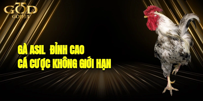 Gà Asil - Đỉnh Cao Cá Cược, Trải Nghiệm Không Giới Hạn