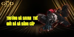 Trường Gà Savan - Thế Giới Giải Trí Cá Cược Đá Gà Đẳng Cấp